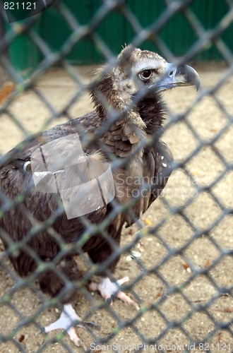 Image of eagle in the cage