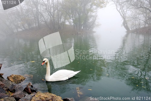 Image of swan