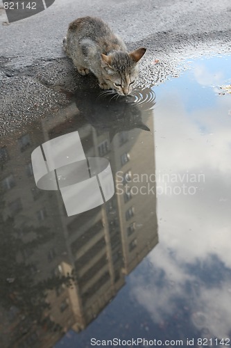 Image of Homeless cat