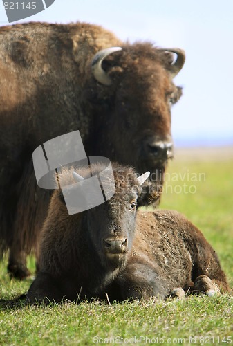 Image of buffalos
