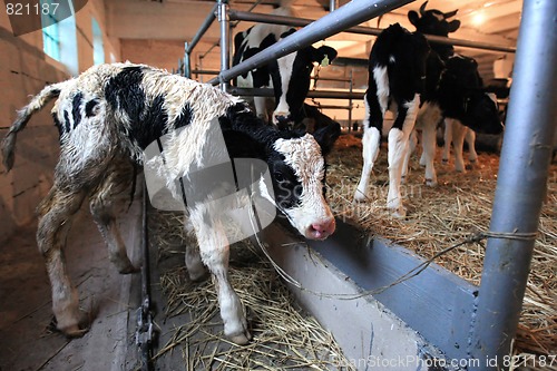 Image of calf on the farm