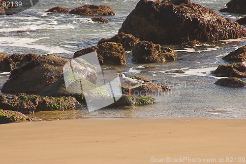 Image of Seagull on rocky shore