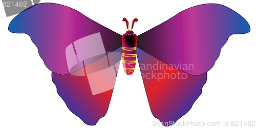 Image of butterfly