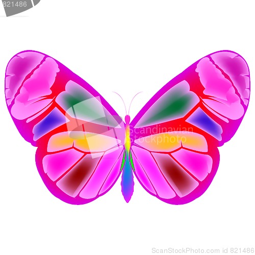 Image of butterfly 4