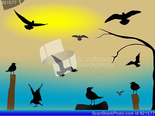 Image of birds paradise