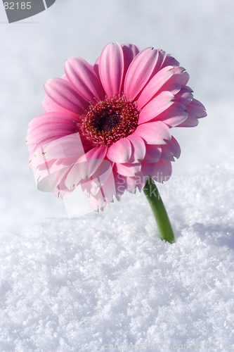 Image of Gerbera