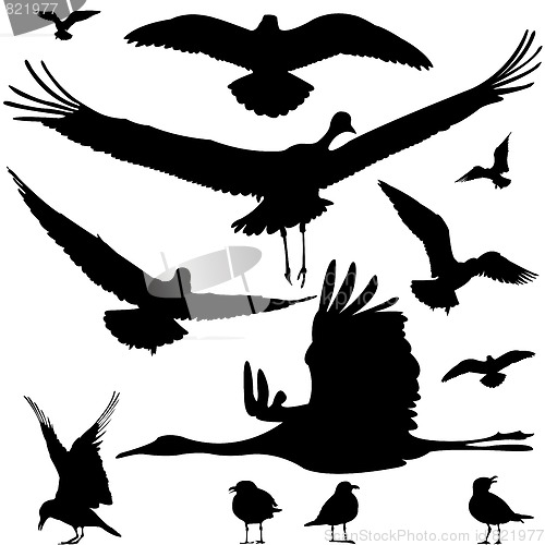 Image of birds silhouettes