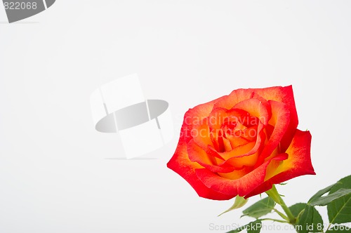 Image of Close Up of a Beautiful Sunset Rose