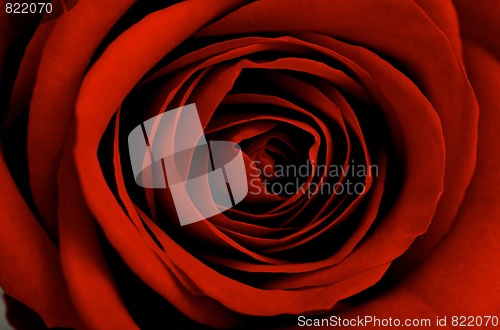 Image of Red rose close-up