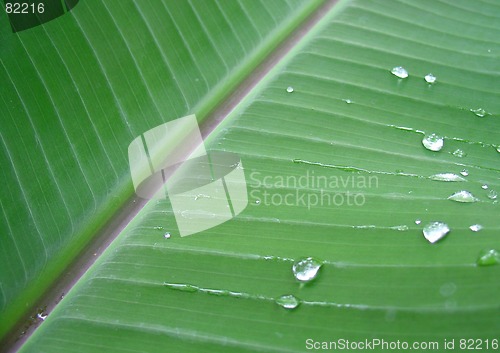 Image of banana plant leaf with dew drops