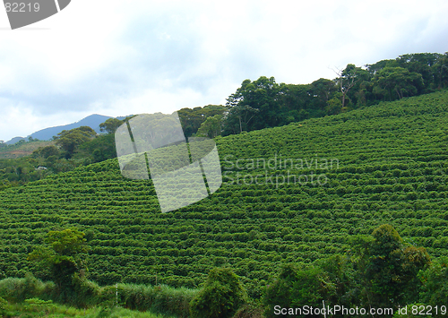 Image of coffee plantation