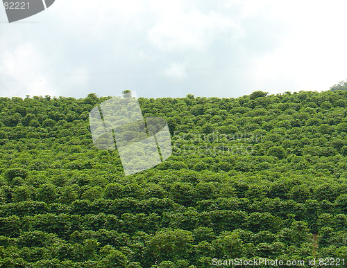 Image of coffee plantation