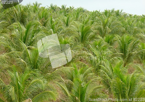 Image of coconut trees plantation