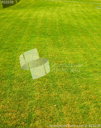 Image of green grass