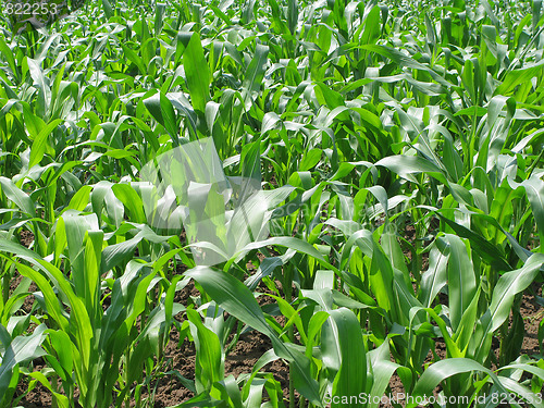 Image of Cornfield