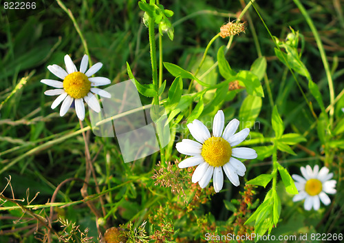 Image of Three daisies