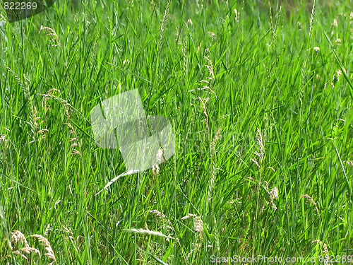 Image of Grass