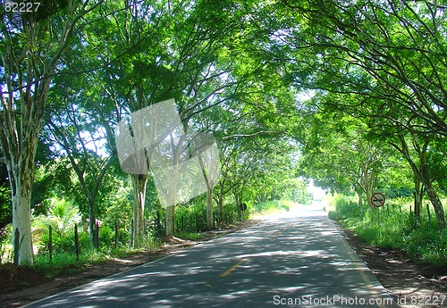 Image of Road path of trees