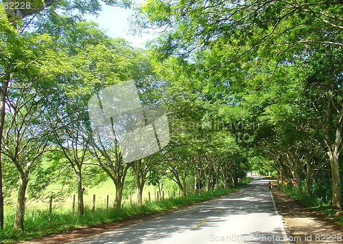 Image of Road path of trees