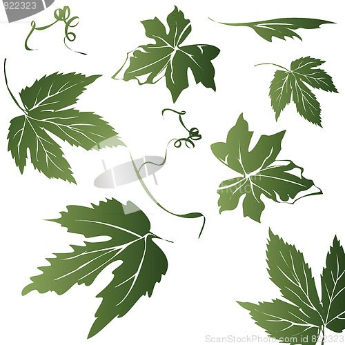 Image of grape leaves