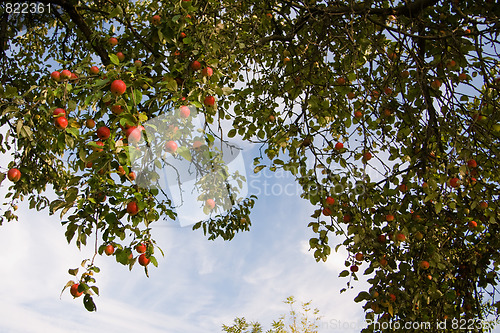 Image of The bunch of apples