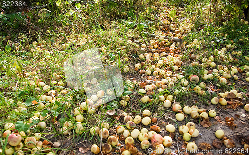 Image of Apples on the ground