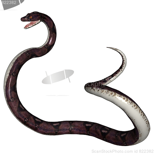 Image of Snake