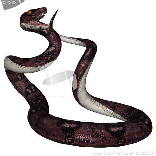 Image of Snake