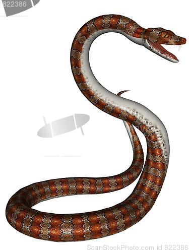 Image of Snake