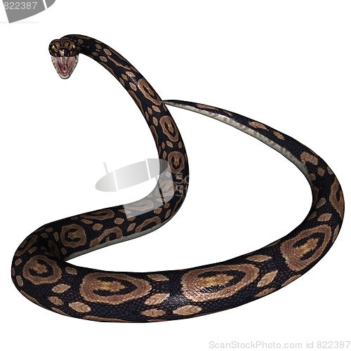 Image of Snake