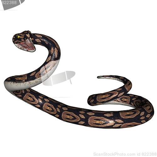 Image of Snake