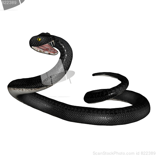 Image of Snake