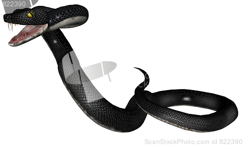 Image of Snake