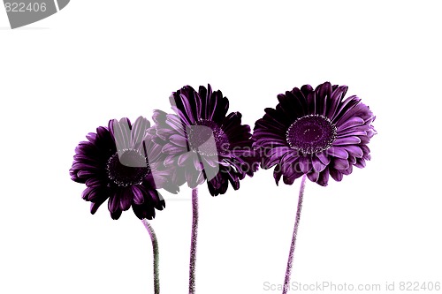 Image of Gerbera - Purple dream