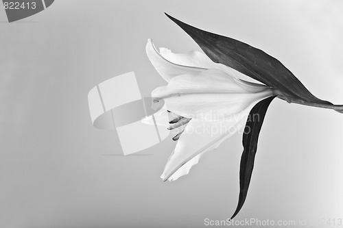 Image of Lily 8