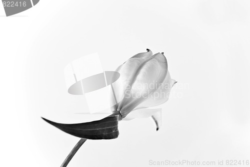 Image of Lily 5