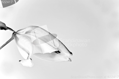Image of Lily 4