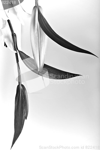 Image of Lily 1