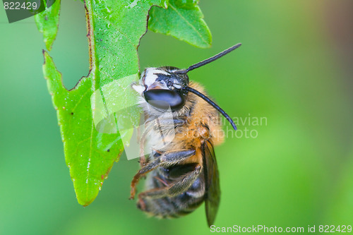 Image of bee
