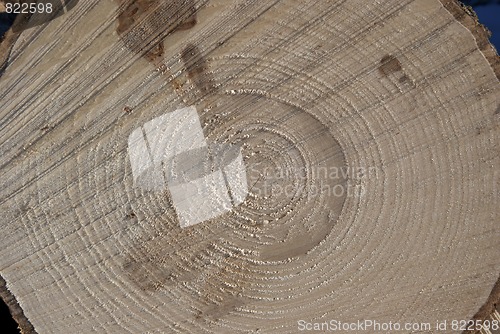 Image of Spruce Wood Log