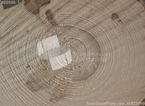Image of Spruce Wood Rings