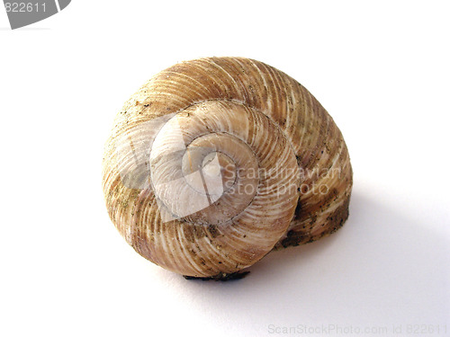 Image of snail