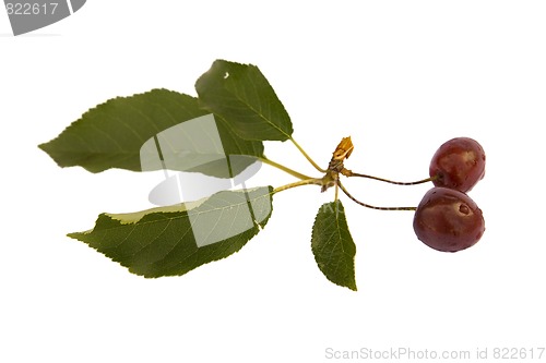 Image of Cherries