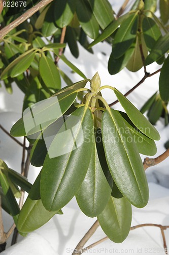 Image of Green leaves in Snow