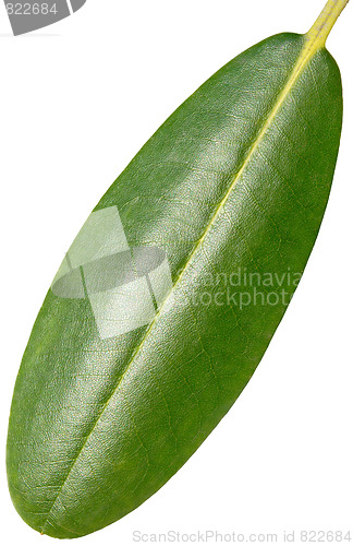 Image of Green Leaf