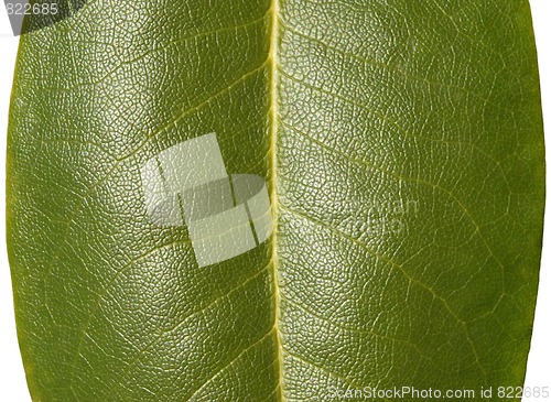 Image of Green Leaf