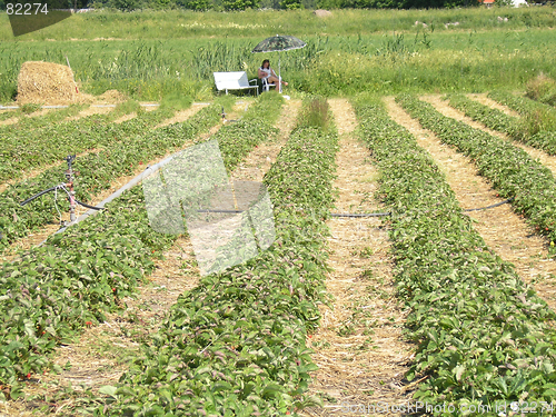 Image of Strawberry garden