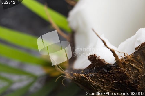 Image of coconut and palm leaf. exotic scene
