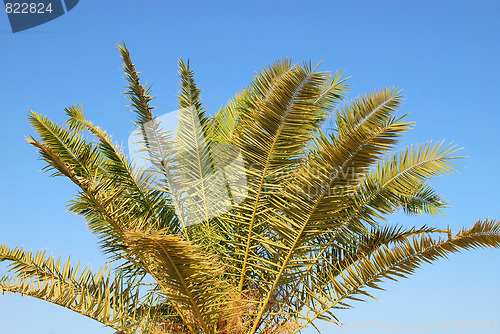 Image of palm