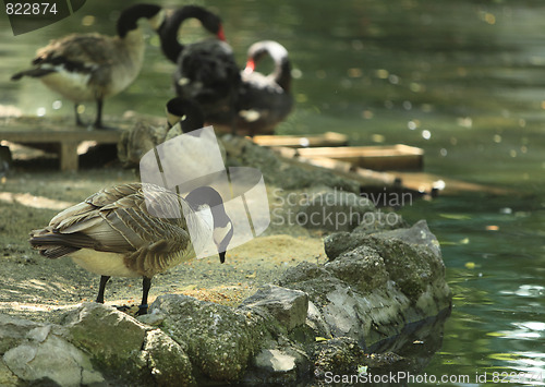 Image of Feeding birds